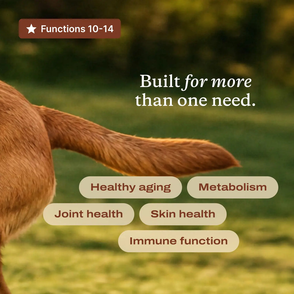 Daily Foundation — One Scoop, Complete Senior Wellness