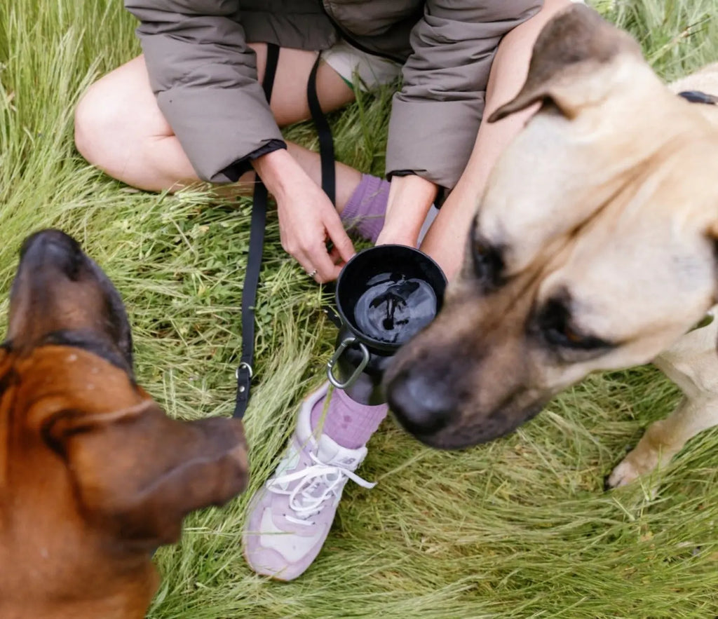 Botellas de agua de viaje para perros Flip de 20 oz (juego de 2)