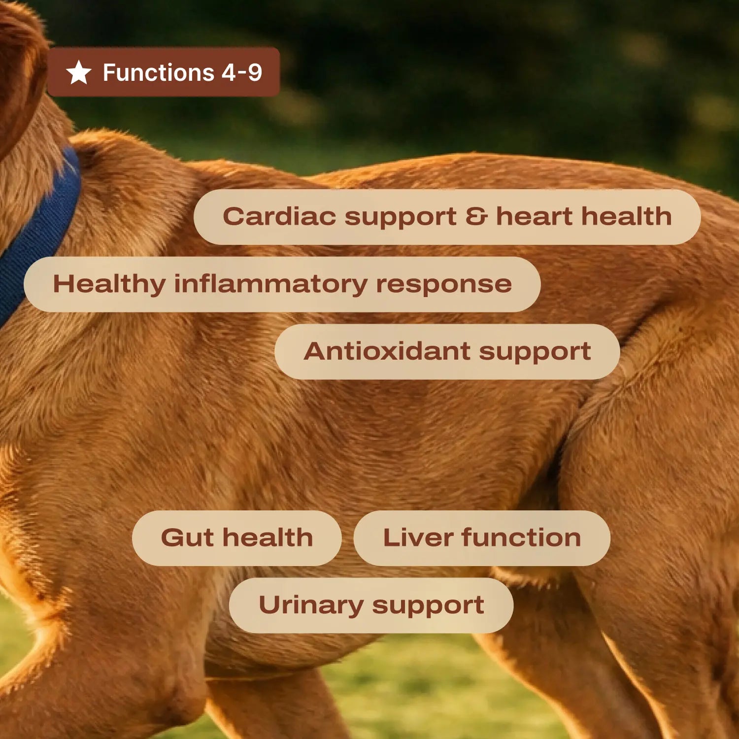 Daily Foundation — One Scoop, Complete Senior Wellness