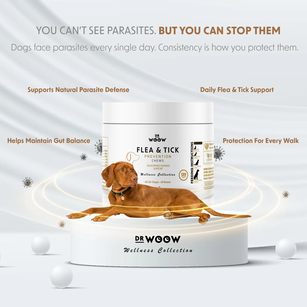 Immunity & Coat Chews — Daily Health from Nose to Tail