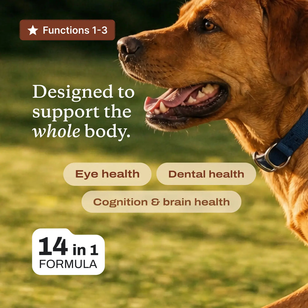 Daily Foundation — One Scoop, Complete Senior Wellness